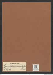 Coscinodiscus crenulatus Grun. (de-Toni-Nr.: Genus 202, Species 4929) Zeichnungen Sammlung Grunow Mappe 04757 (Herbarium_W_Grunow_drawings_Folder_04757)